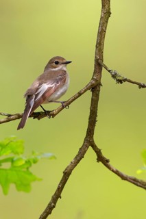 Animals, birds, songbirds, pied flycatcher, (Ficedula hypoleuca), biotope, habitat, perch,