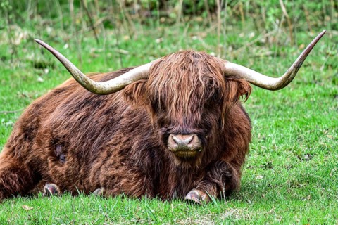 Highland cattle lying on a pasture, Bavaria, Germany