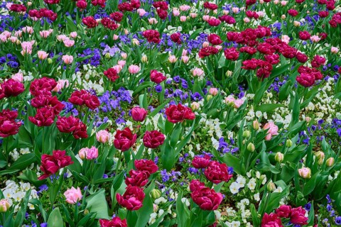 Variety of red, pink tulips and purple flowers in a lively garden bed, spa garden, Kurstadt Bad
