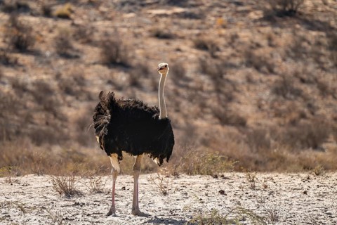 Common ostrich (Struthio camelus), Kgalagadi Transfrontier National Park, Northern Cape, South