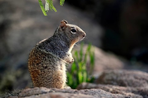 Rock gopher, (Otospermophilus variegatus), adult, on rocks, vigilant, Sonoran Desert, Arizona,
