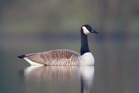 Canada Goose (Branta canadensis), North Rhine-Westphalia, Germany