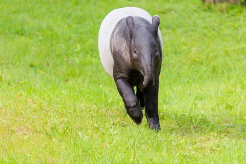 A Malayan tapir (Acrocodia indica) runs across a green meadow. Sumatra in Indonesia, Peninsular