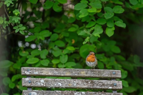 Robin (Erithacus rubecula) sitting on a garden chair, Frabken, Bavaria, Germany