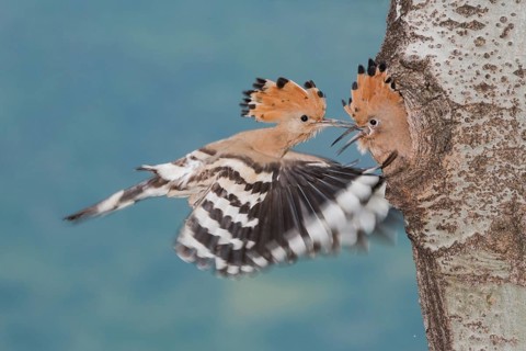Eurasian Hoopoe (Upupa epops) feeding chick in nest hole, Aosta Valley, Italy