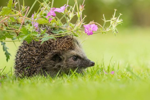European hedgehog (Erinaceus europaeus) adult animal on a garden lawn under flowering pink geranium