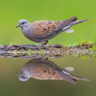 Turtle Dove, (Streptopelia turtur), Animals, Birds, Pigeons, Lesbos Island, Greece, Tiszaalpár -