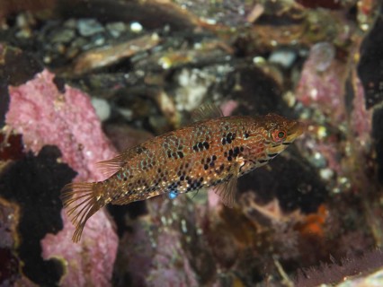 A camouflaged small fish, Five-spotted wrasse (Symphodus roissali), swimming amidst reef