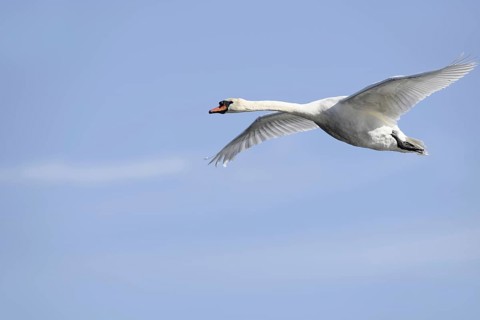 Mute swan (Cygnus olor), in flight, North Rhine-Westphalia, Germany