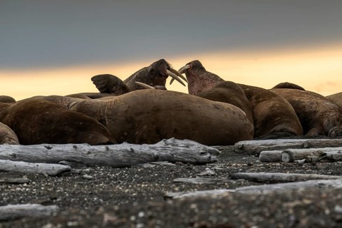 Walrus (Odobenus rosmarus), walrus, Kiepertøya, Svalbard and Jan Mayen archipelago, Norway