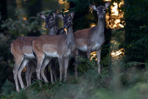 Fallow deer (Dama dama) have very good eyesight and even the smallest movements are recognised