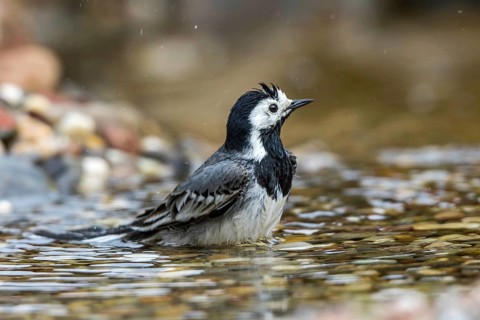 White Wagtail (Motacilla alba) bathing, Mecklenburg-Western Pomerania, Germany