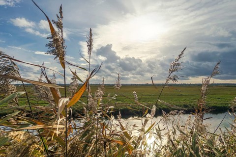 Moist meadows with reeds in the evening sun with the Hunte at Dümmer See, Lower Saxony
