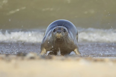 Grey seal (Halichoerus grypus) adult animal walking through the surf of the sea on a seaside beach,