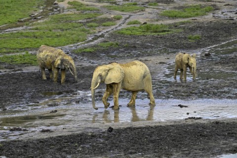 African forest elephants (Loxodonta cyclotis) in the Dzanga Bai forest clearing, Dzanga-Ndoki