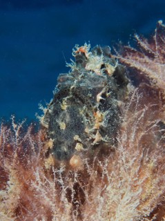 Giant frogfish (Antennarius commerson)
