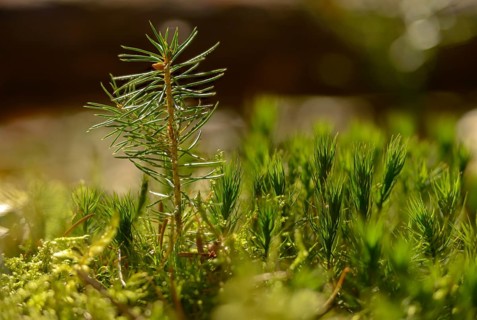 European spruce, pine family, Norway spruce, picea abies, pinaceae, tree, trees, spruce, flora,