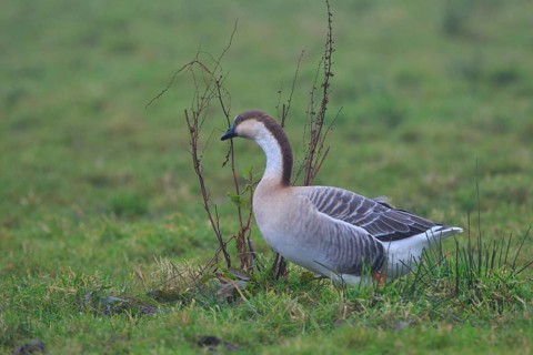 Swan Goose (Anser cygnoides), Netherlands
