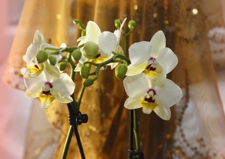 Butterfly orchid (Phalaenopsis), flowers