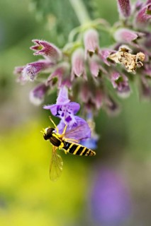 Common long-bellied hoverfly (Sphaerophoria scripta), on a catmint (Nepeta x faassenii) flower,