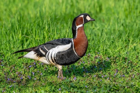 Red-breasted goose (Branta ruficollis, Rufibrenta ruficollis) foraging meadow, grassland