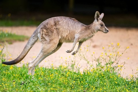 Eastern Gray Kangaroo (Macropus giganteus) running on a meadow, captive, Germany