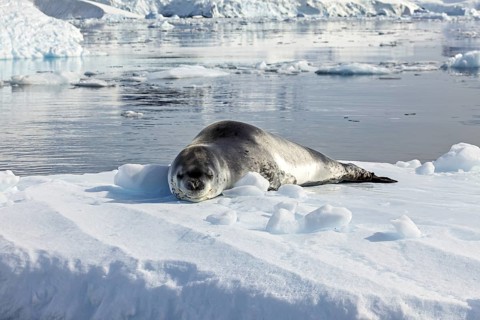 Seal lying relaxed on snow in a peaceful icy landscape, leopard seal (Hydrurga leptonyx) on an ice