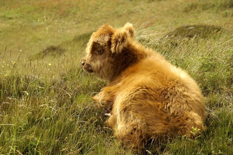 Galloway - Scottish Highland Cattle, Scotland, United Kingdom