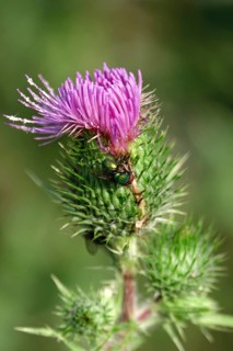 Flower of a thistle, summer, Germany
