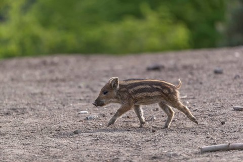 One young piglet wild boar or wild pig (Sus scrofa) running over an opening with a green forest in