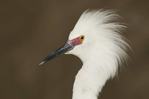 Snowy Egret (Egretta thula), Florida, USA
