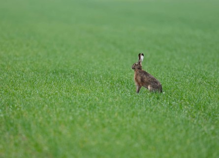 European hare (Lepus europaeus) sitting in a grain field, wildlife, Thuringia, Germany