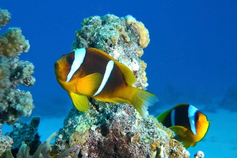Red sea anemonefish (Amphiprion bicinctus)