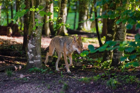 A female adult grey wolf (Canis lupus lupus) runs through a forest on a sunny day