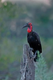 Southern Ground Hornbill, Bucorvus leadbeateri, Botswana, Chobe NP