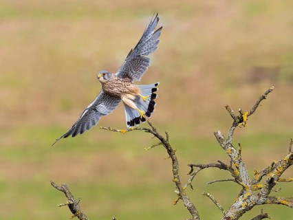 Common Kestrel (Falco tinnunculus), adult male bird in flight with spread out wings, taking off