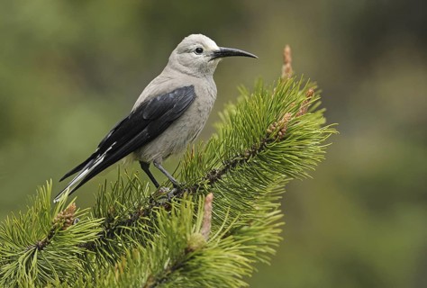Clark's Nutcracker (Nucifraga columbiana), Alberta, Canada