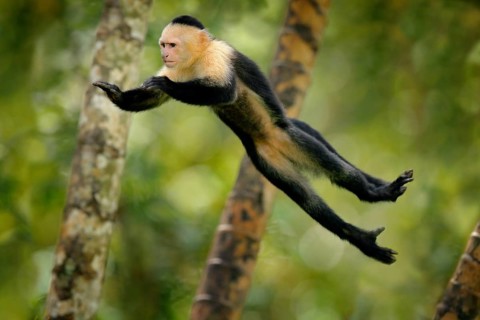 Monkey jump. Mammal in fly. Flying black monkey White-headed Capuchin, tropic forest. Animal in the
