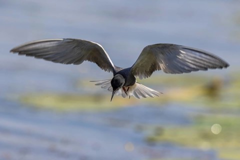 Black Tern (Chlidonias niger) flying, Netherlands