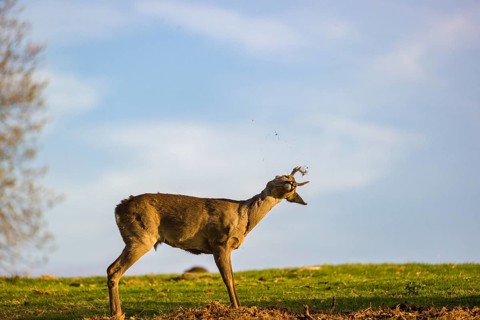 A roebuck (Capreolus capreolus) sweeps his antlers on the ground
