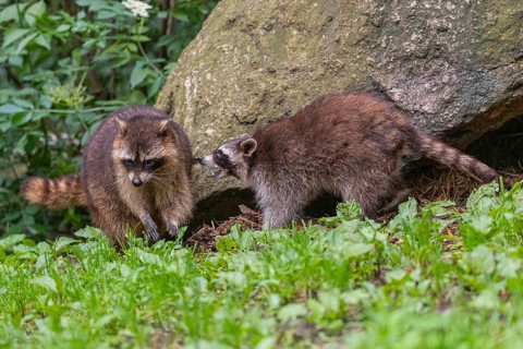 One adult female and one young Raccoon, Procyon lotor, playing on on a meadow in front of a rock.