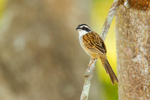 Stripe-headed Sparrow Aimophila ruficauda acuminata El Tuito, Jalisco, Mexico 12 June Adult
