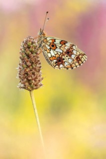 Small Pearl-bordered Fritillary (Boloria selene) butterfly on blossom, Bavaria, Germany