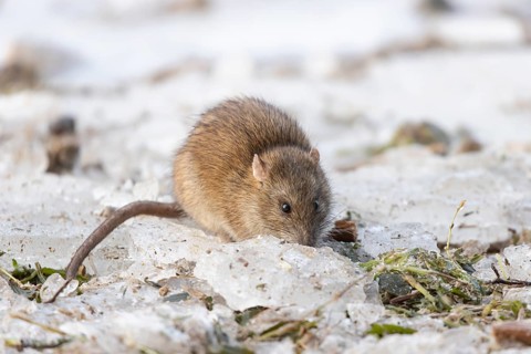 European brown rat (Rattus norvegicus) adult rodent animal feeding on the edge of a frozen lake in