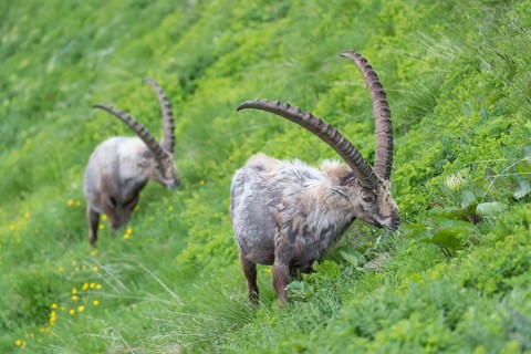 Two adult ibex (Capra ibex) grazing on a meadow on 2500 m sea level in the Hohe Tauern National