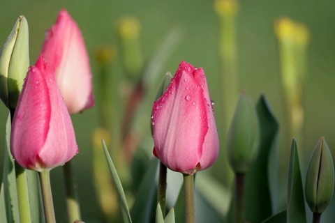 Tulips (Tulipa), red, close-up, water droplets, spring, flower bed, pretty, The closed flower-bed