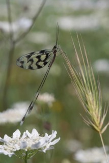 Thready, nemoptera sinuata, spoonwing, southeast European threadwing antlion, Bulgaria, high size,