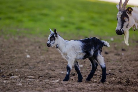 A female peacock goat (Capra aegagrus f. hircus) with her young is standing on a meadow