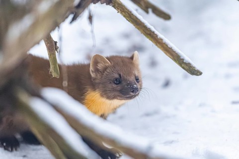European pine marten (Martes martes) standing in the snow in winter, National Park Bavarian Forest,