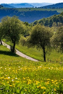 Landscape near Altastenberg, in the Hochsauerland district, in spring, flowering meadows, North